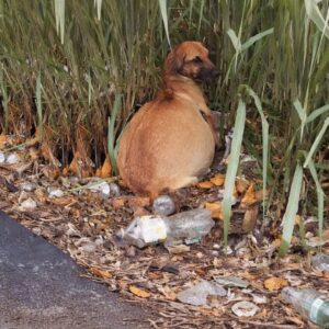 Rescue Team Quickly Responds to Abandoned Dog in Parking Lot