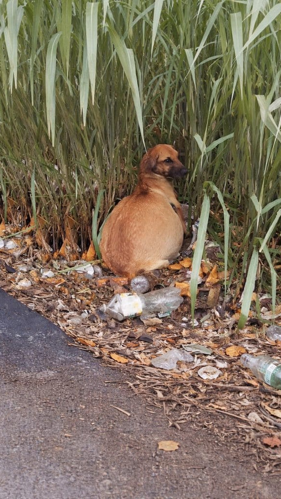 Rescue Team Quickly Responds to Abandoned Dog in Parking Lot