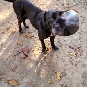 Stray Mastiff Bubbles Found with Massive Growth on Her Face