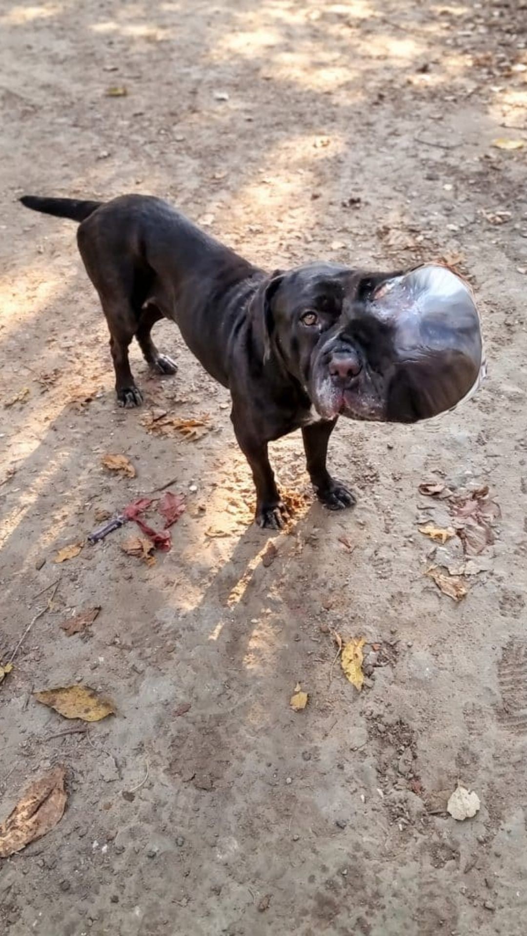 Stray Mastiff Bubbles Found with Massive Growth on Her Face
