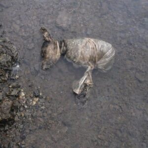 Kaden's Silent Tear: A Dog's Release from Captivity