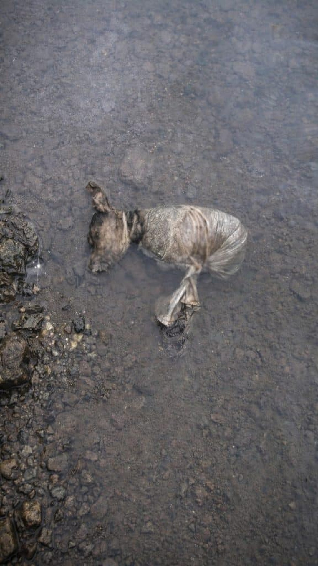 Kaden's Silent Tear: A Dog's Release from Captivity