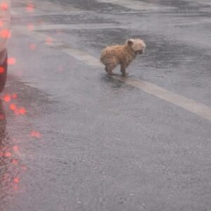 The Little Dog Who Stopped Chasing Cars After His Rescue