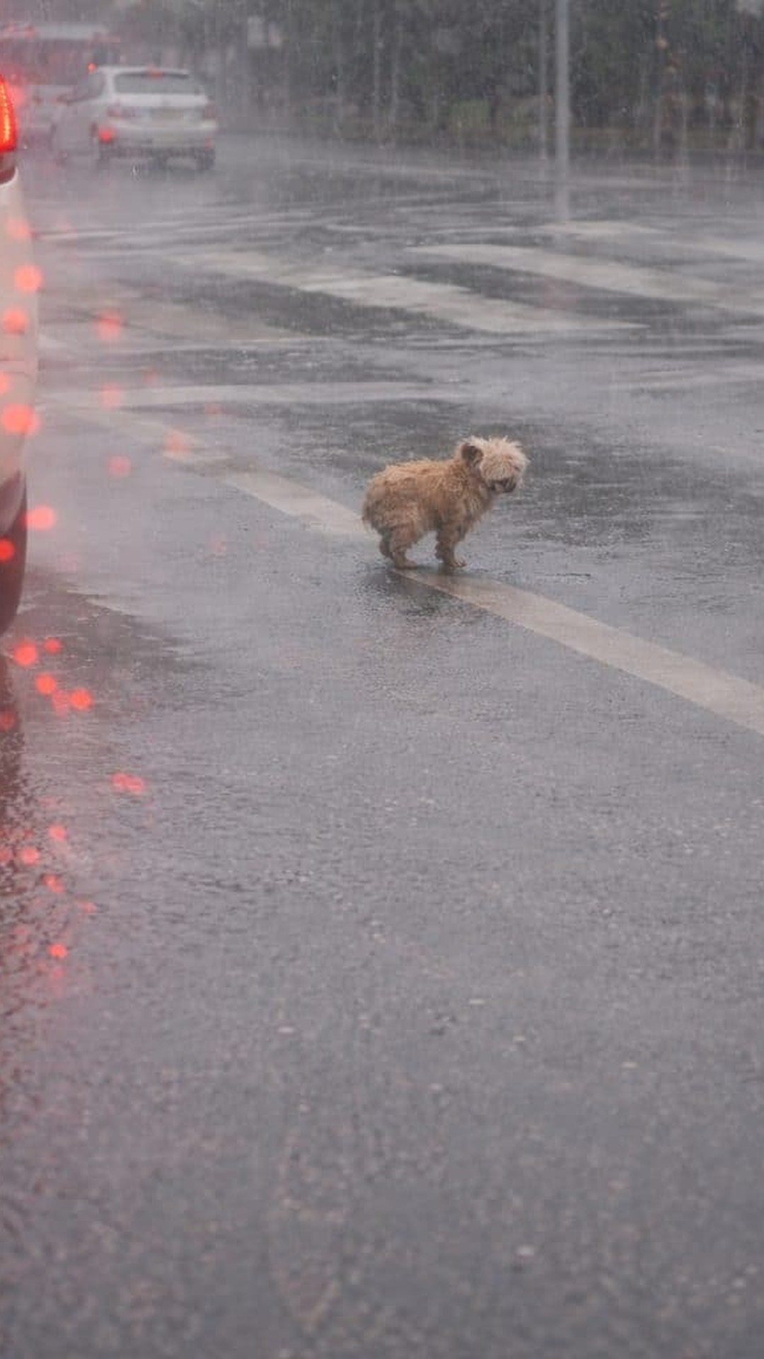 The Little Dog Who Stopped Chasing Cars After His Rescue