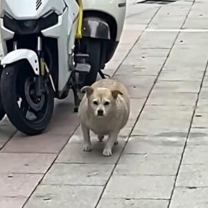 Wangcai's Journey: From Street Struggles to a Bright Future