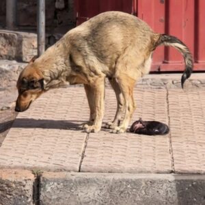 Tiny Newborn Puppy Survives Against the Odds After Abandonment