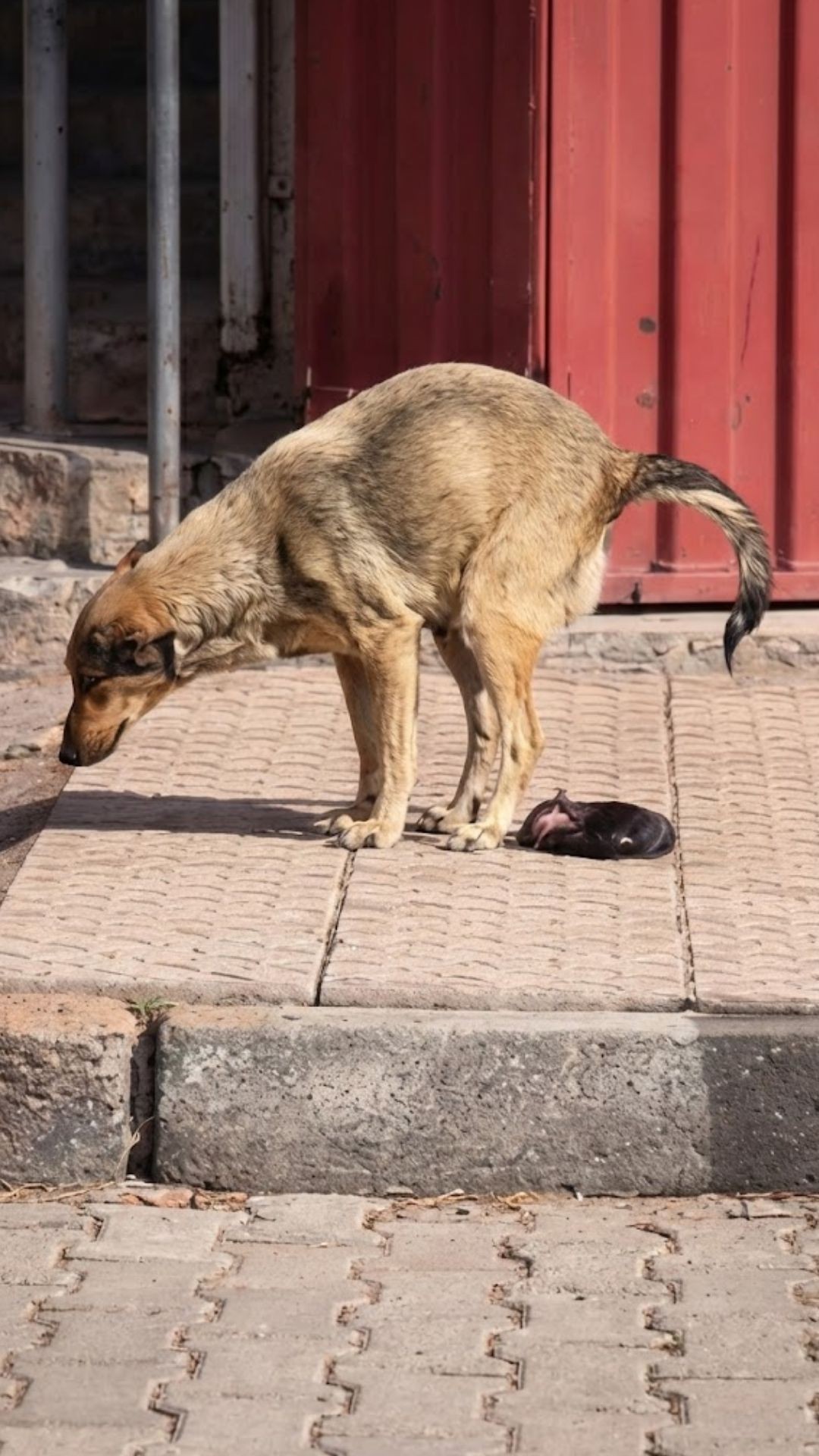 Tiny Newborn Puppy Survives Against the Odds After Abandonment