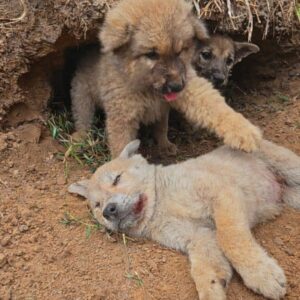 Two Puppies Find Hope After One's Unwavering Loyalty