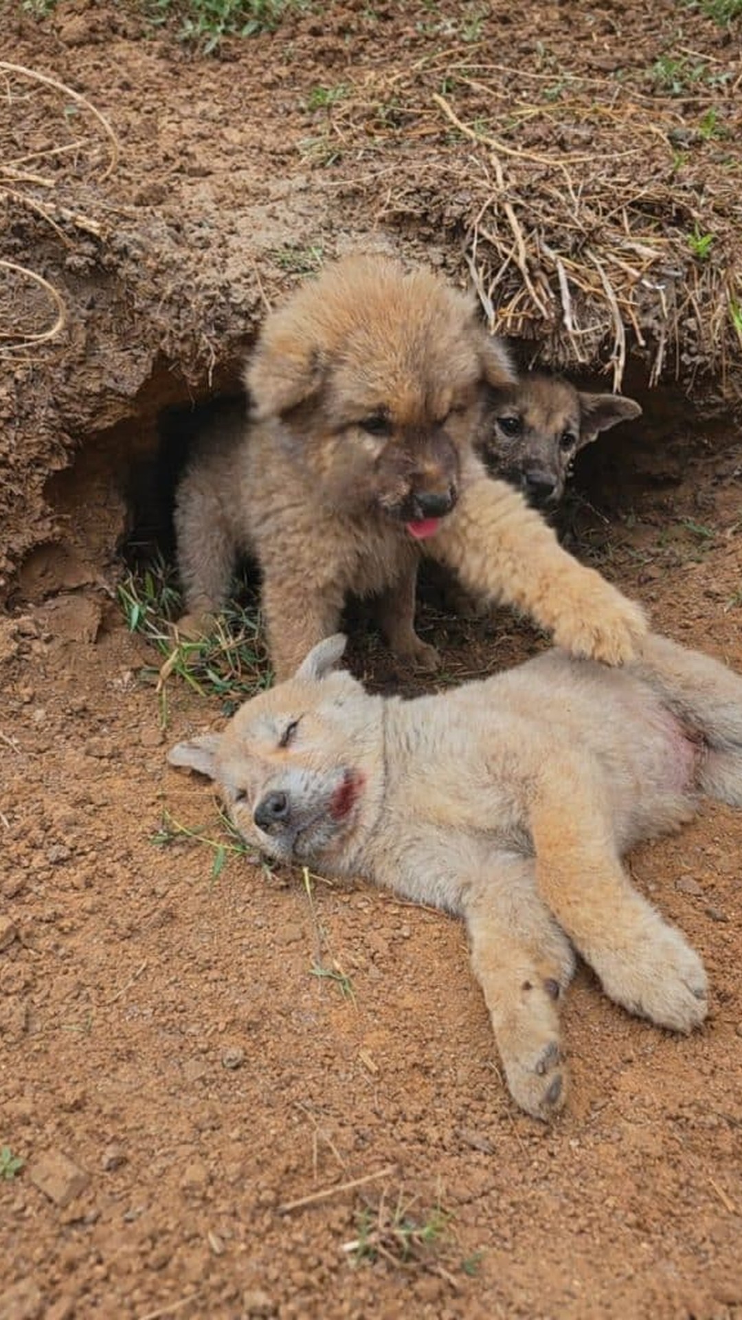 Two Puppies Find Hope After One's Unwavering Loyalty