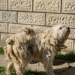Rescue Transformation: Dog Emerges from Severe Neglect After Grooming