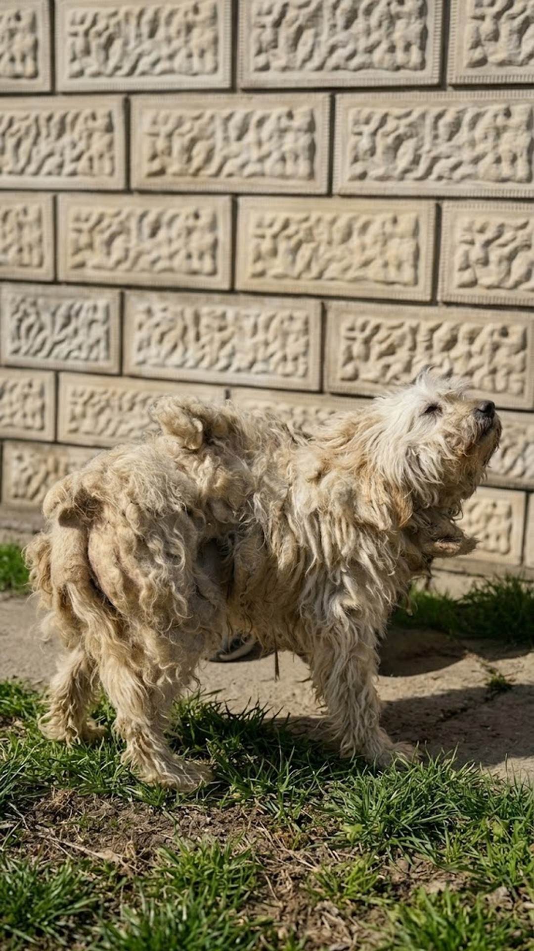 Rescue Transformation: Dog Emerges from Severe Neglect After Grooming