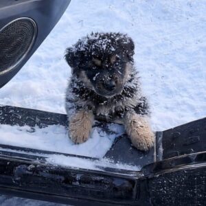Months of Care Help Two Puppies Thrive After a Blizzard Rescue