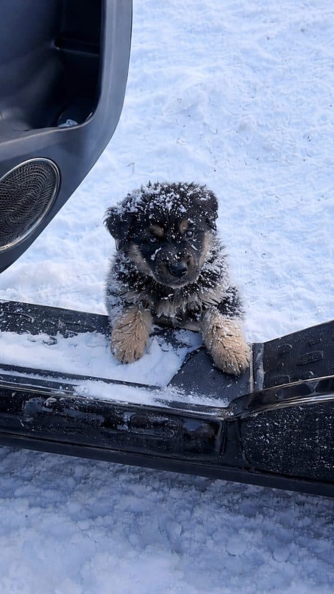 Months of Care Help Two Puppies Thrive After a Blizzard Rescue