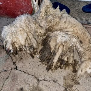 From Suffocating Mats to a Beautiful Transformation: A Dog's Rescue Journey