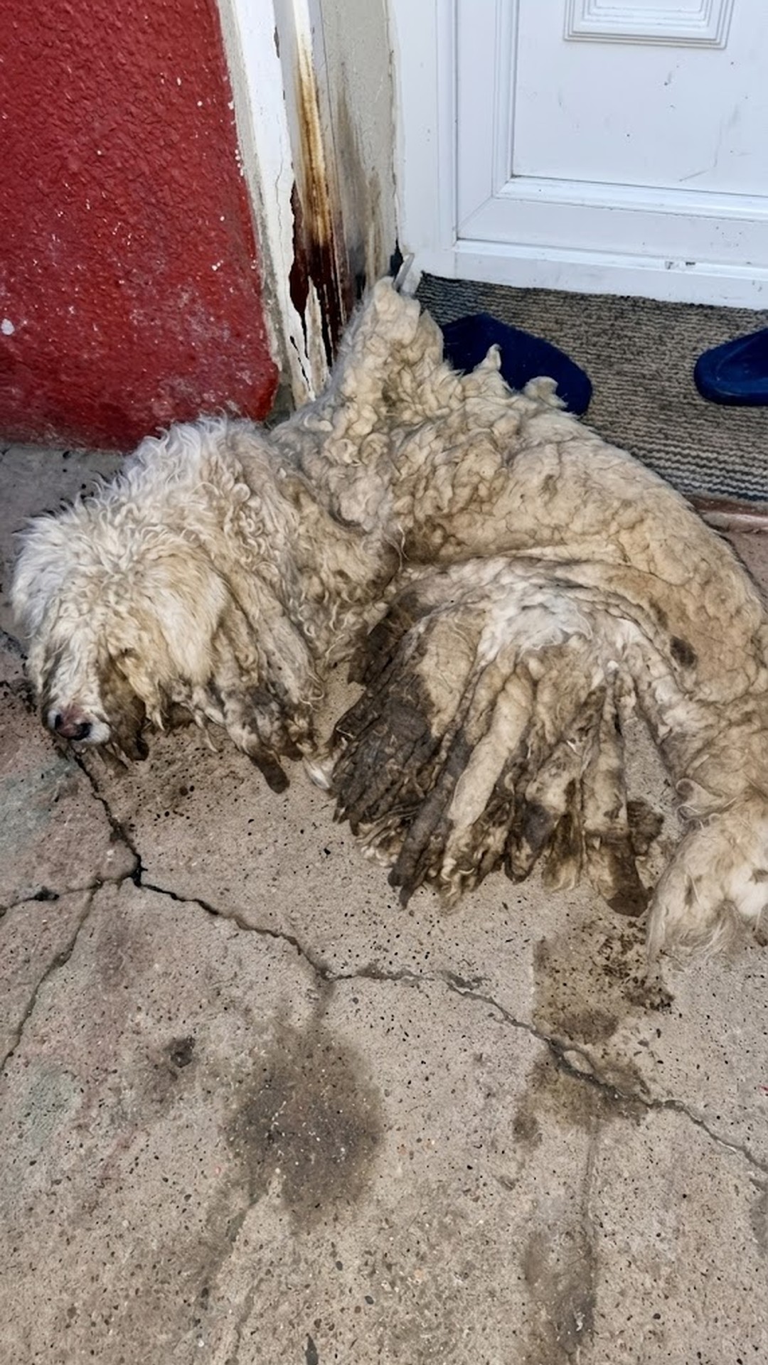 From Suffocating Mats to a Beautiful Transformation: A Dog's Rescue Journey