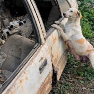 Rescuers Find Hope Inside an Abandoned Car with a Mother Dog and Her Puppies