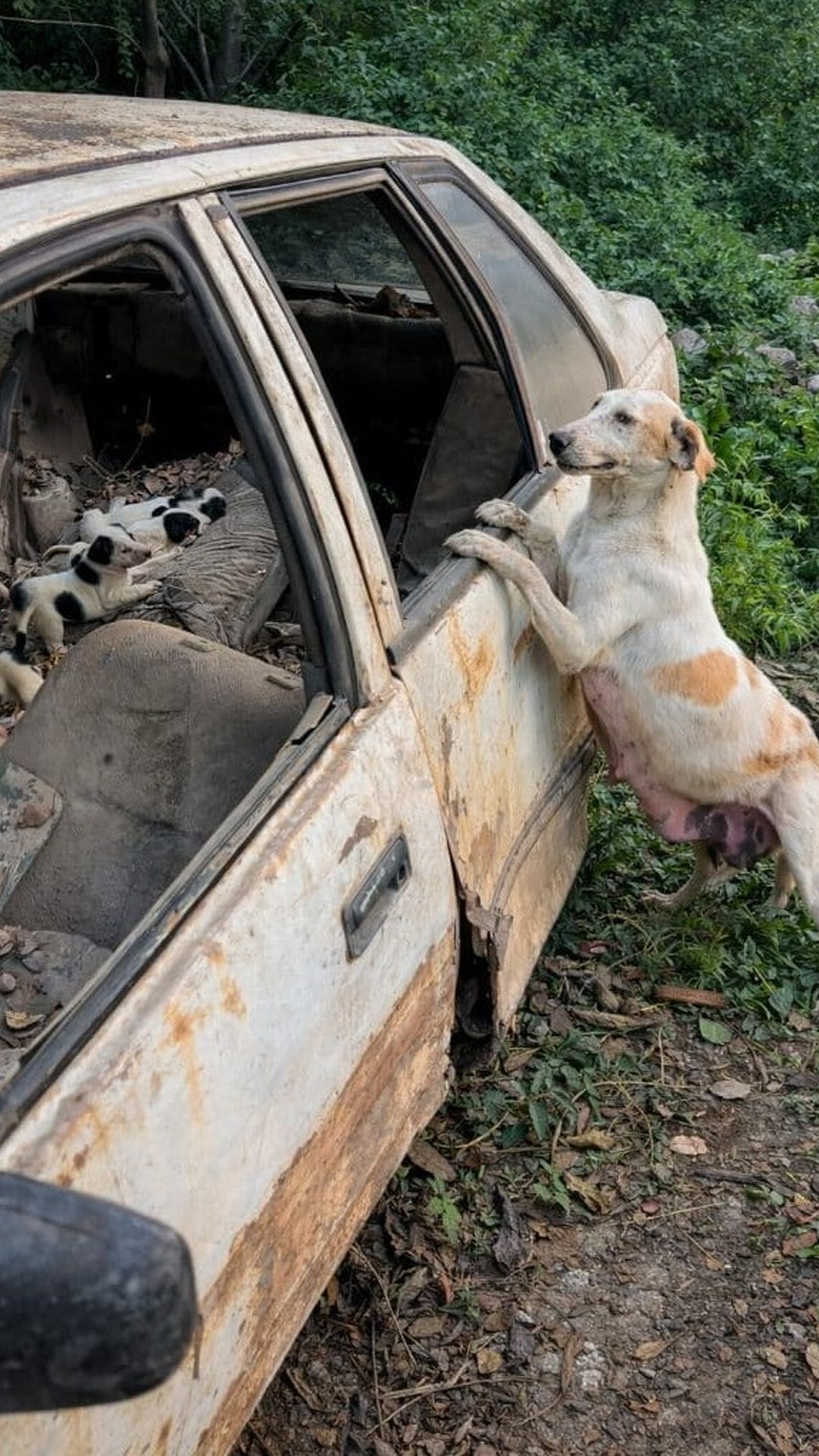 Rescuers Find Hope Inside an Abandoned Car with a Mother Dog and Her Puppies