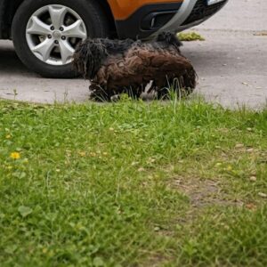 Rescue Team Transforms Neglected Stray at Local Gas Station