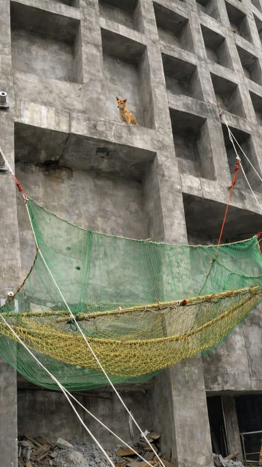 Stray Dog's Heart-Pounding Rescue from a Dangerous Ledge