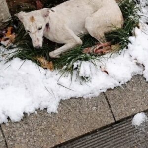 Rescue of Xue’er: A Greyhound Found Freezing Beneath a Car