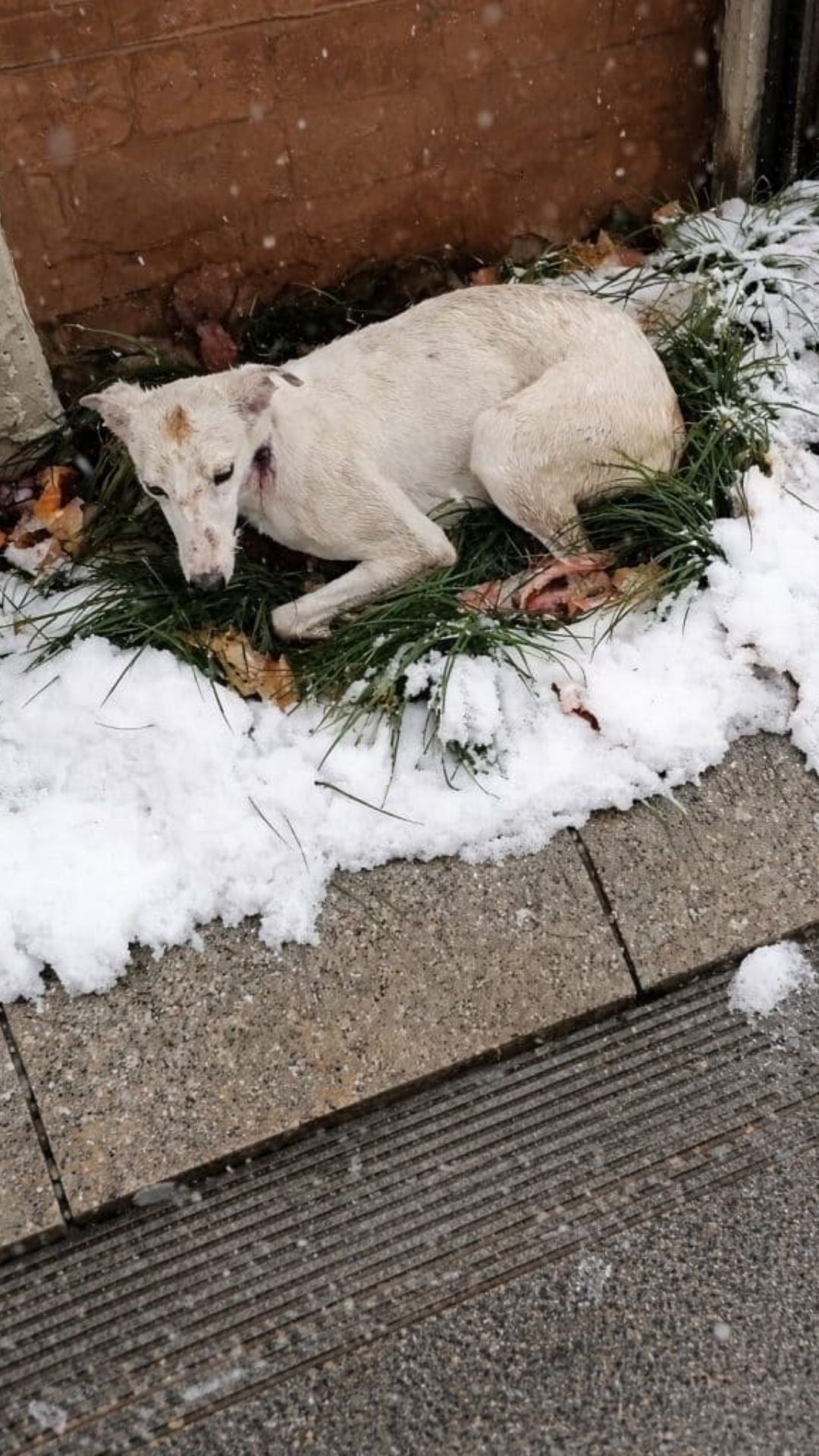 Rescue of Xue’er: A Greyhound Found Freezing Beneath a Car