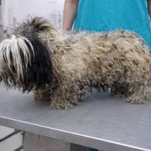 Discovery of Three Dogs Burdened by Heavy Matted Coats