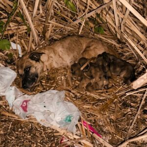 Incredible Courage: Injured Mother Dog Crawls to Save Her Puppies
