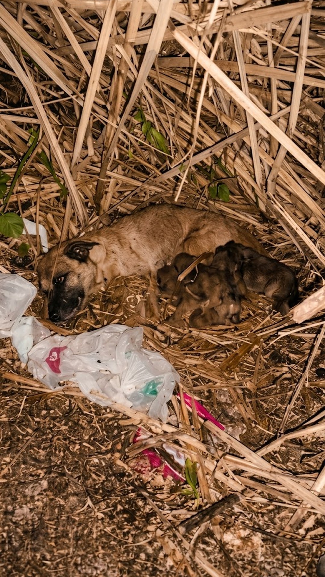 Incredible Courage: Injured Mother Dog Crawls to Save Her Puppies