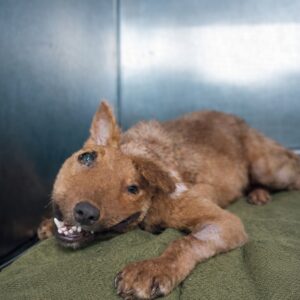 A Dog's Quiet Survival Under a Drain Becomes a Heartfelt Rescue