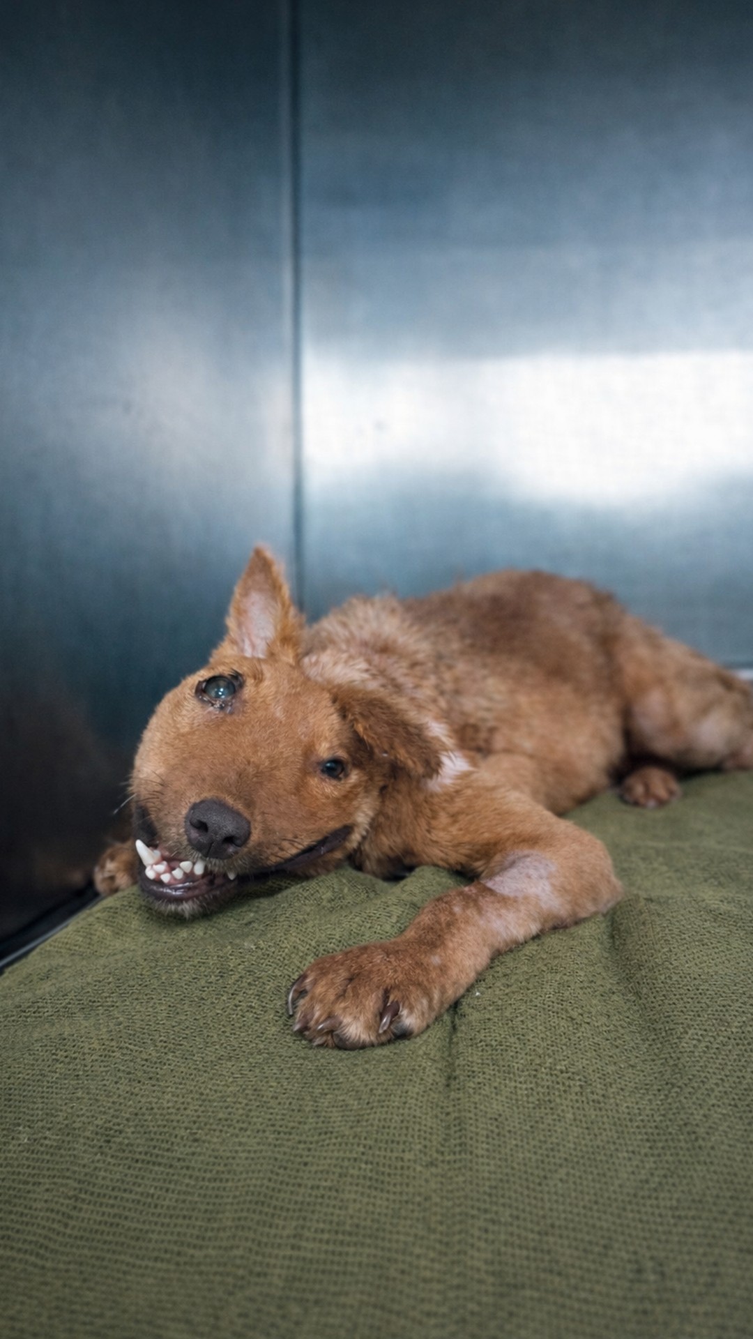 A Dog's Quiet Survival Under a Drain Becomes a Heartfelt Rescue