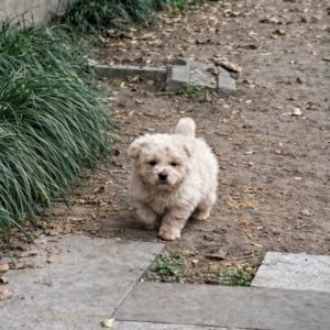Puppy Overcomes Fear and Finds Family After Wandering Alone