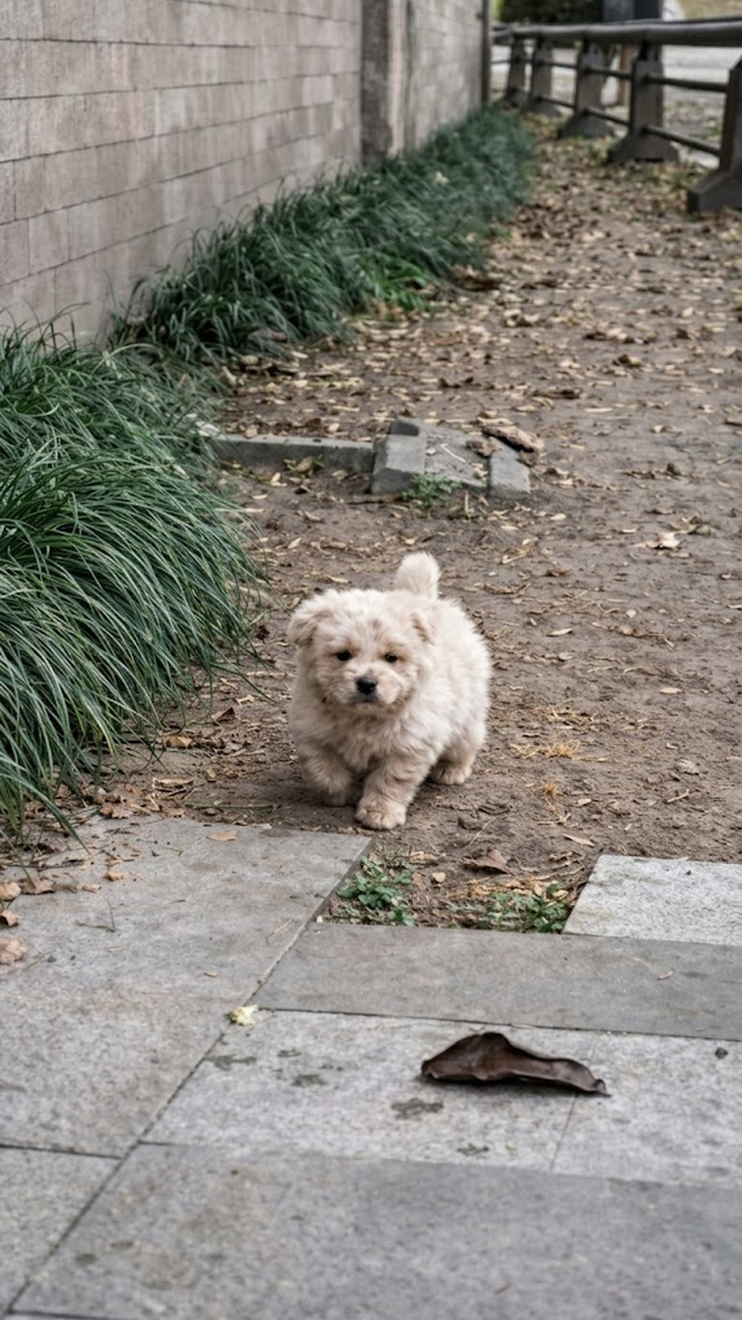 Puppy Overcomes Fear and Finds Family After Wandering Alone
