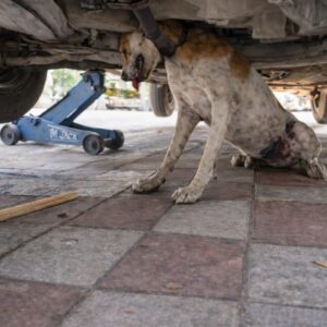 Dog Recovers from Serious Injuries After Being Hit by a Car