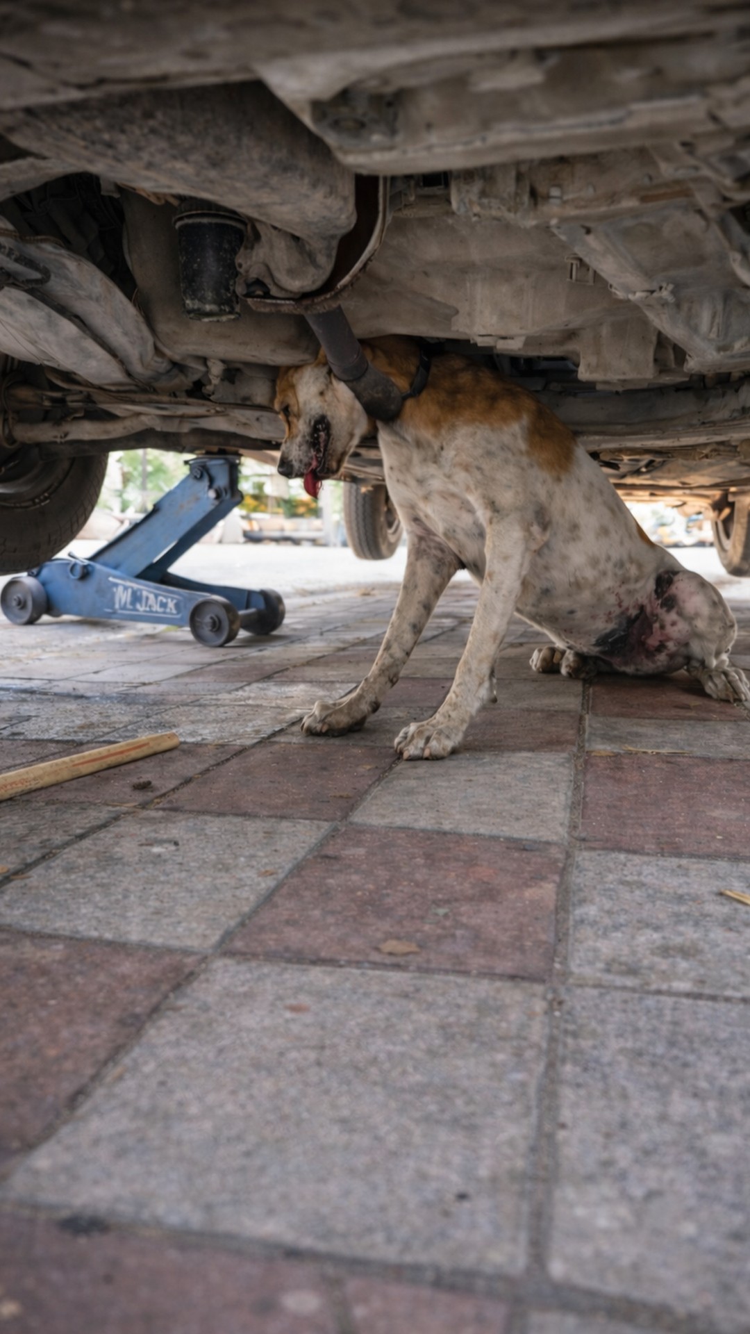 Dog Recovers from Serious Injuries After Being Hit by a Car