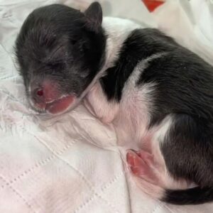 17 Days of Care: A Newborn Puppy’s Remarkable Fight for Survival