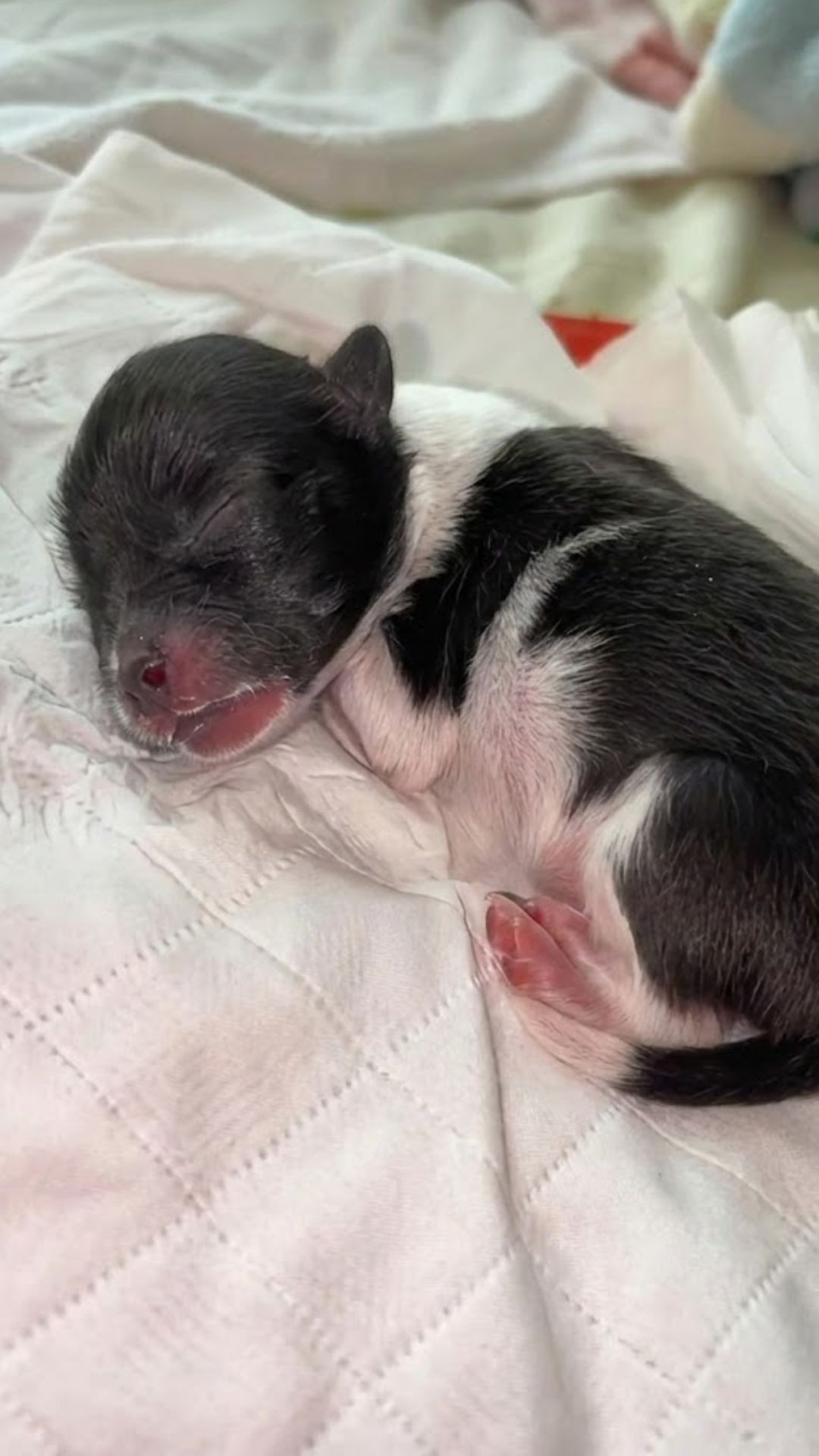 17 Days of Care: A Newborn Puppy’s Remarkable Fight for Survival