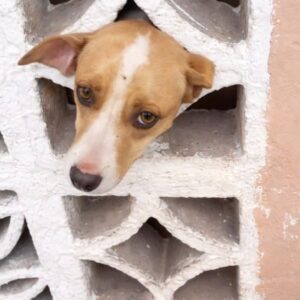 Curious Dog Trapped in Wall Receives Patient Rescue After Several Minutes