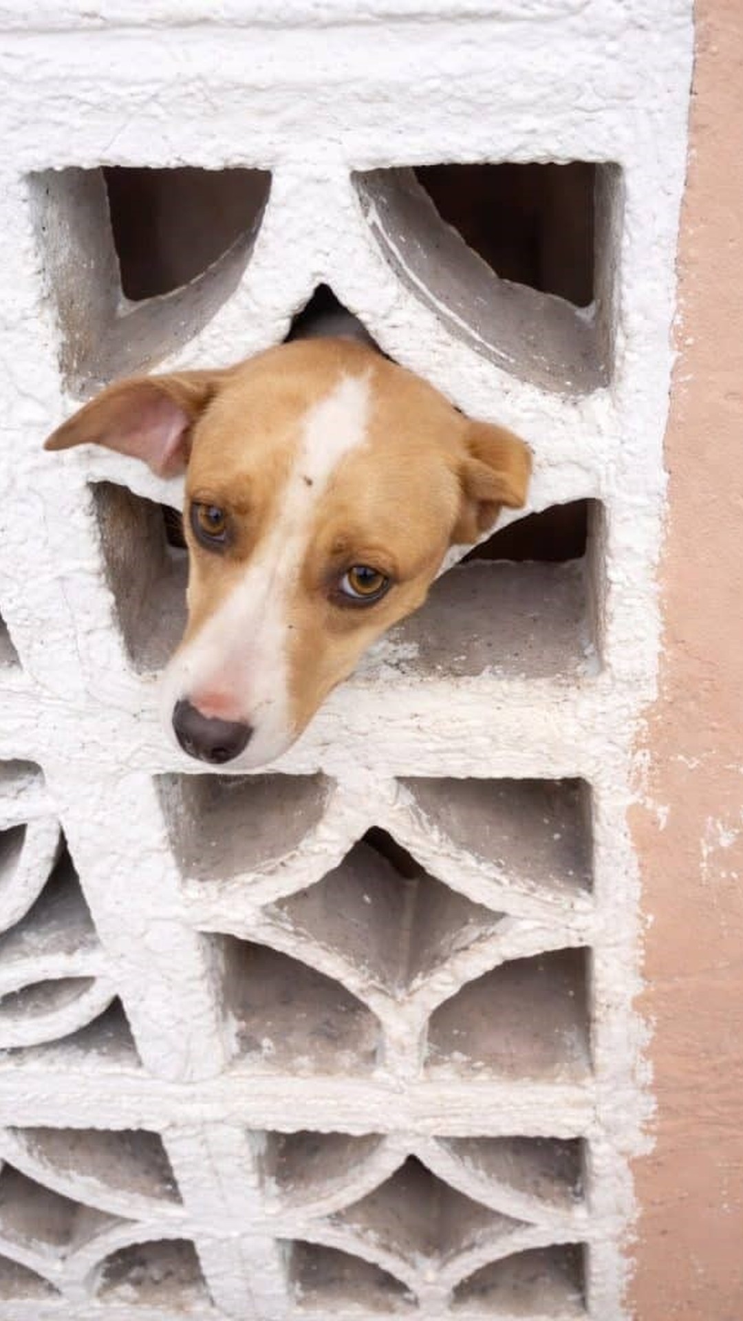Curious Dog Trapped in Wall Receives Patient Rescue After Several Minutes