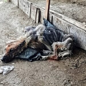 From Abandoned Breeder to Beloved Pet: Bella’s Journey