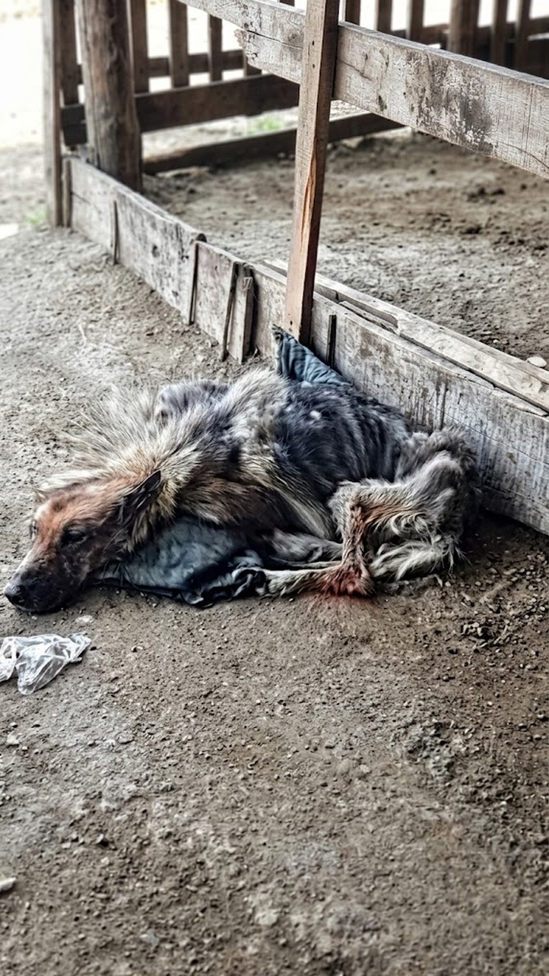 From Abandoned Breeder to Beloved Pet: Bella’s Journey