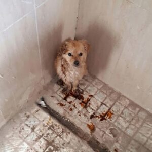 Miracle the Dog's Journey from Silent Suffering to Joyful Recovery