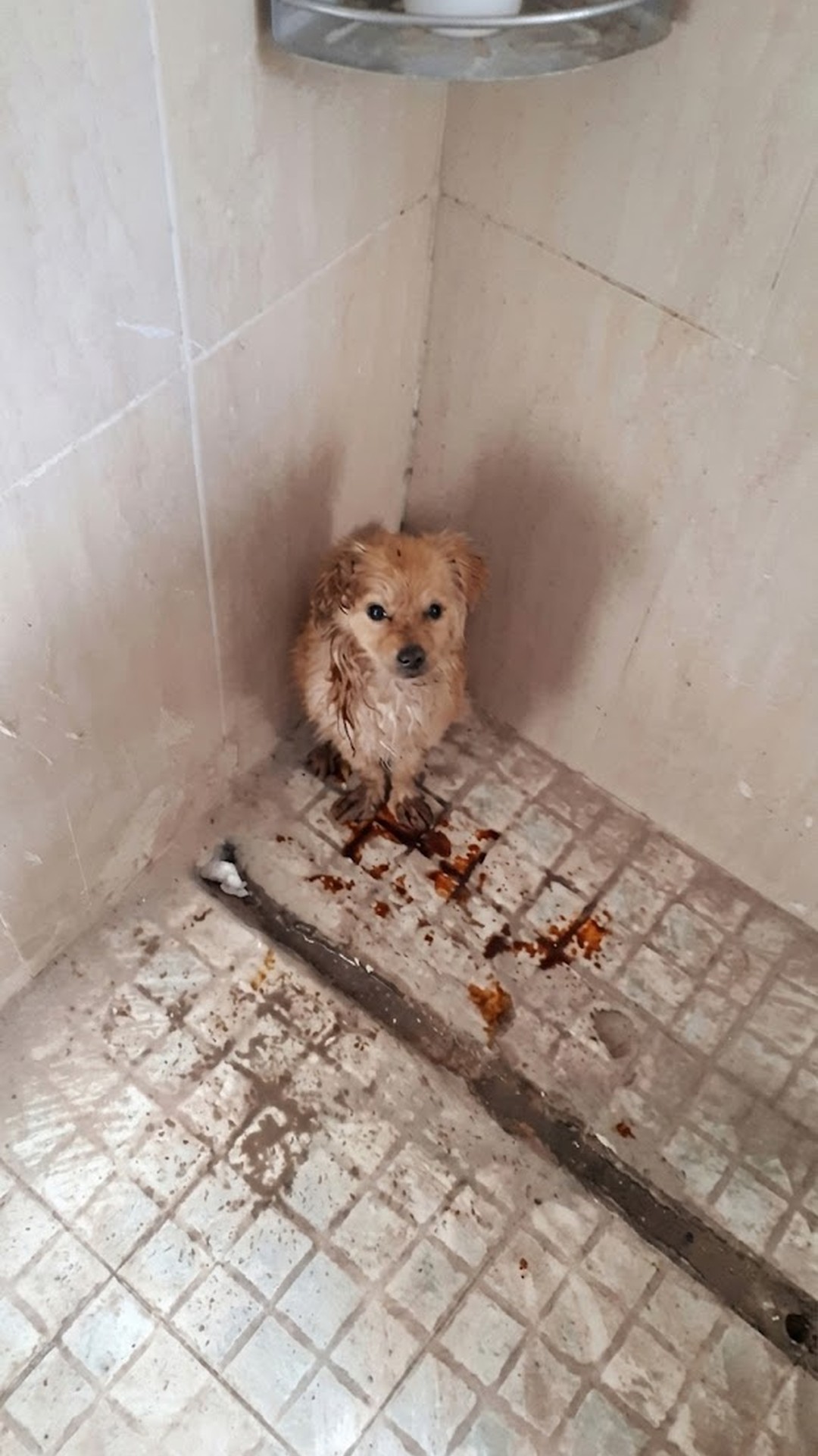 Miracle the Dog's Journey from Silent Suffering to Joyful Recovery