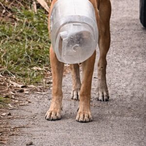 Determined Woman Rescues Stray Dog With Jar Stuck on His Head