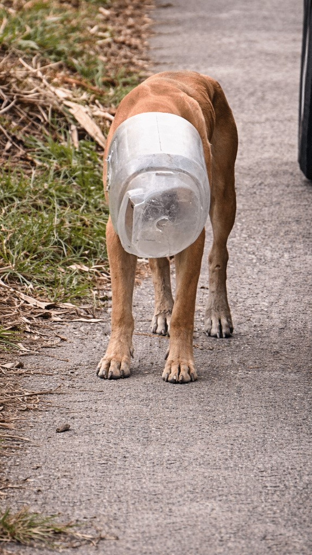 Determined Woman Rescues Stray Dog With Jar Stuck on His Head