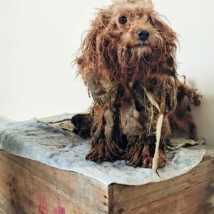 Duoduo's Transformation: From Abandoned Stray to Vibrant Family Member in Weeks