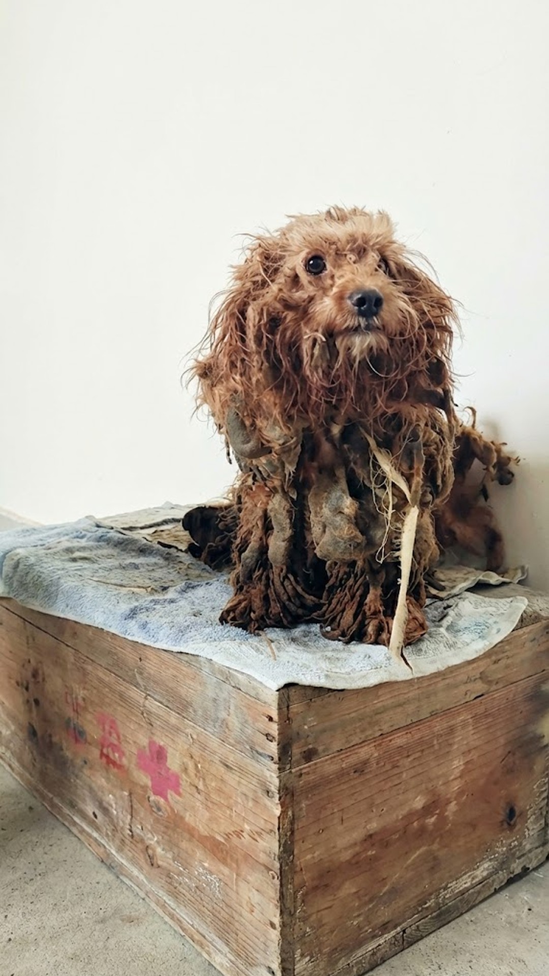 Duoduo's Transformation: From Abandoned Stray to Vibrant Family Member in Weeks