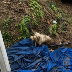 Rescue from the Rain Transforms a Struggling Dog Family's Fate