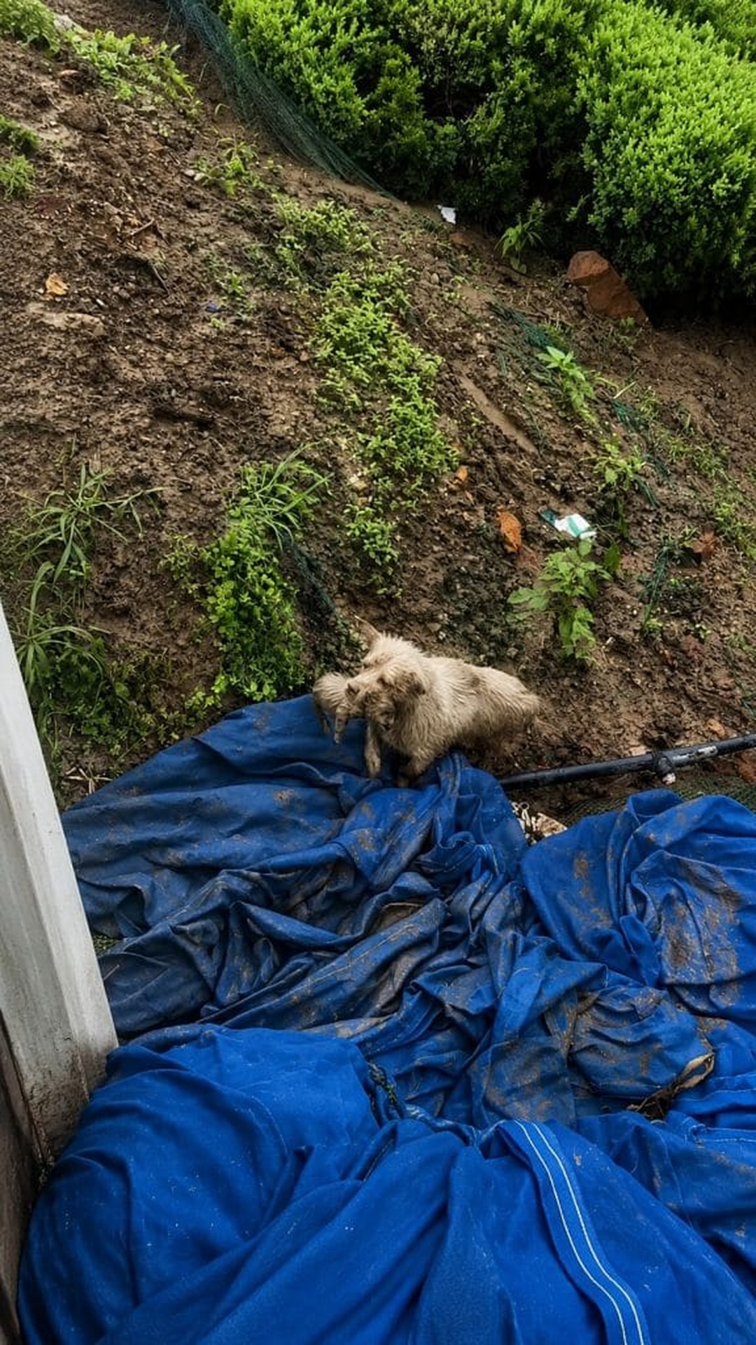 Rescue from the Rain Transforms a Struggling Dog Family's Fate