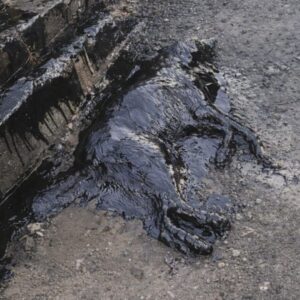 Rescue Team Saves Dog Encased in Tar After Urgent Call for Help