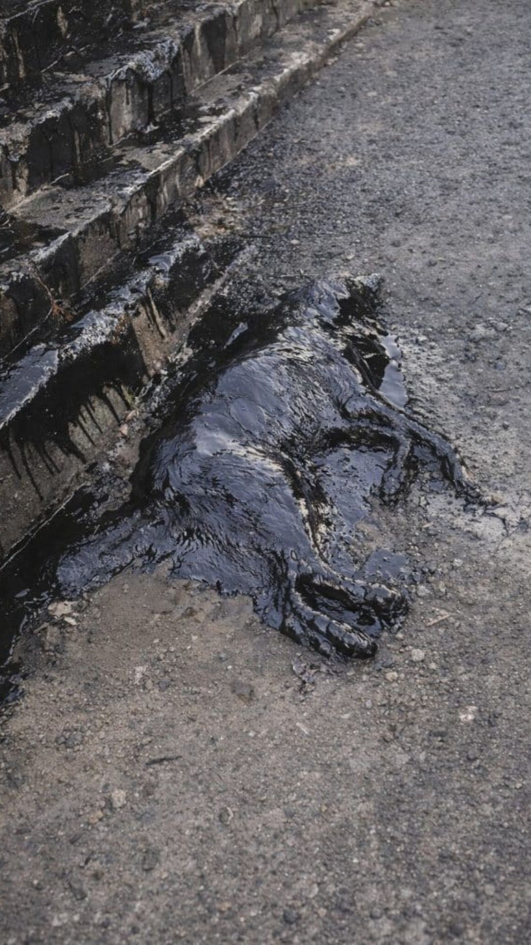 Rescue Team Saves Dog Encased in Tar After Urgent Call for Help